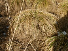 Carex paniculata