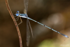 Lestes alacer