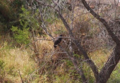 Buteogallus anthracinus