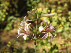 Lilium washingtonianum