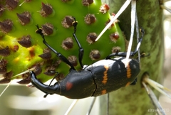 Cactophagus spinolae