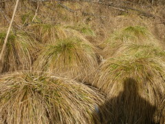 Carex paniculata