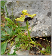 Ophrys atlantica image