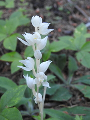 Cephalanthera austiniae