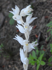 Cephalanthera austiniae