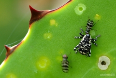 Peltophorus polymitus