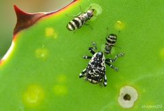 Ulidiidae