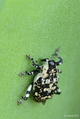 Peltophorus polymitus