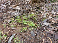 Veronica hederifolia