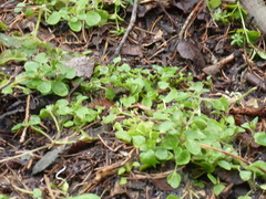 Veronica hederifolia