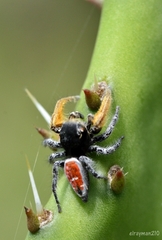 Phidippus cruentus