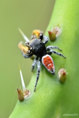Phidippus cruentus