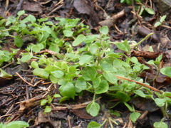 Veronica hederifolia