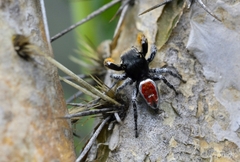 Phidippus cruentus