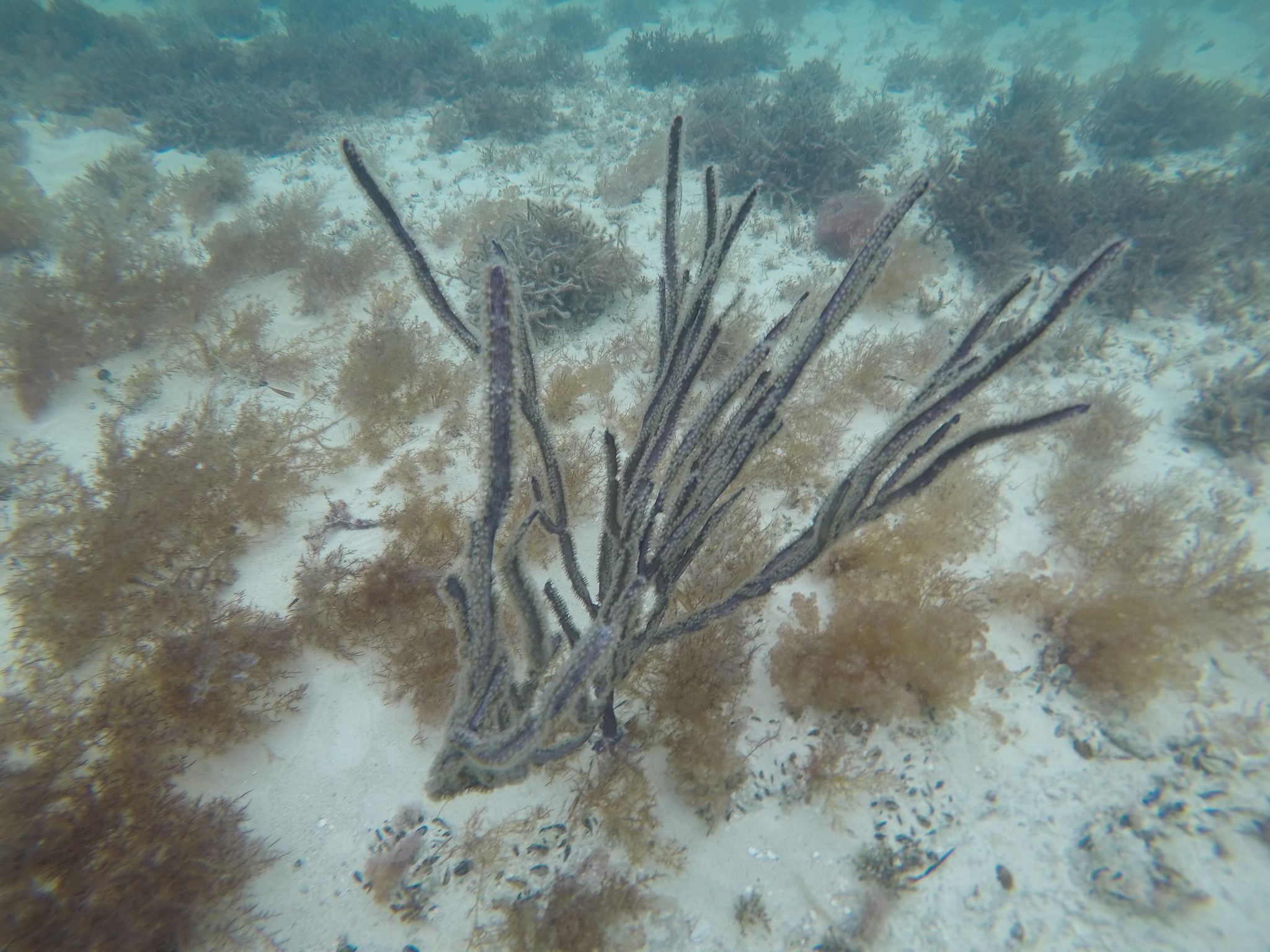 Pterogorgia anceps (Pallas, 1766)