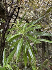 Melicytus lanceolatus