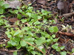 Veronica hederifolia