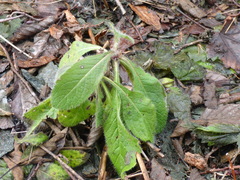 Biscutella laevigata