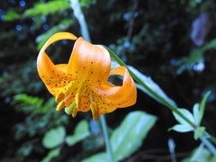 Lilium pardalinum shastense
