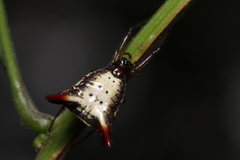 Micrathena plana