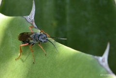 Sphecidae