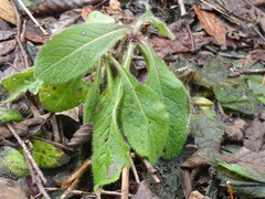 Biscutella laevigata