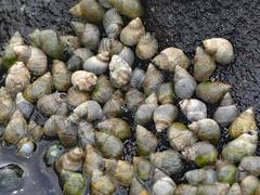 Littoraria pintado