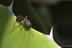 Sphecidae