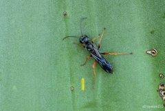 Sphecidae