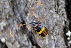 Trachyderes elegans