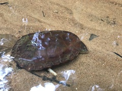 Hydromedusa maximiliani