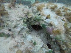 Echinometra lucunter