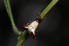 Micrathena plana