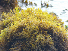 Ahnfeltiopsis concinna