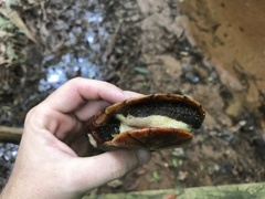 Hydromedusa maximiliani