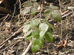 Rubus hirtus
