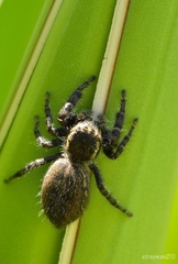 Phidippus cerberus
