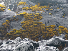 Ahnfeltiopsis concinna