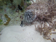 Lytechinus variegatus