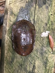 Hydromedusa maximiliani