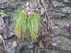 Avenella flexuosa