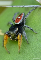 Phidippus cruentus