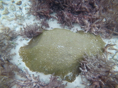 Pseudodiploria clivosa