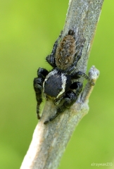 Phidippus cerberus