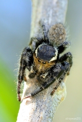 Phidippus cerberus