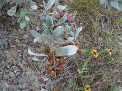 Conocarpus erectus sericeus