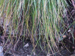 Avenella flexuosa