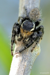 Phidippus cerberus