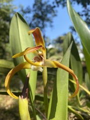 Maxillaria luteograndiflora