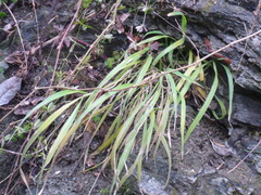 Brachypodium sylvaticum